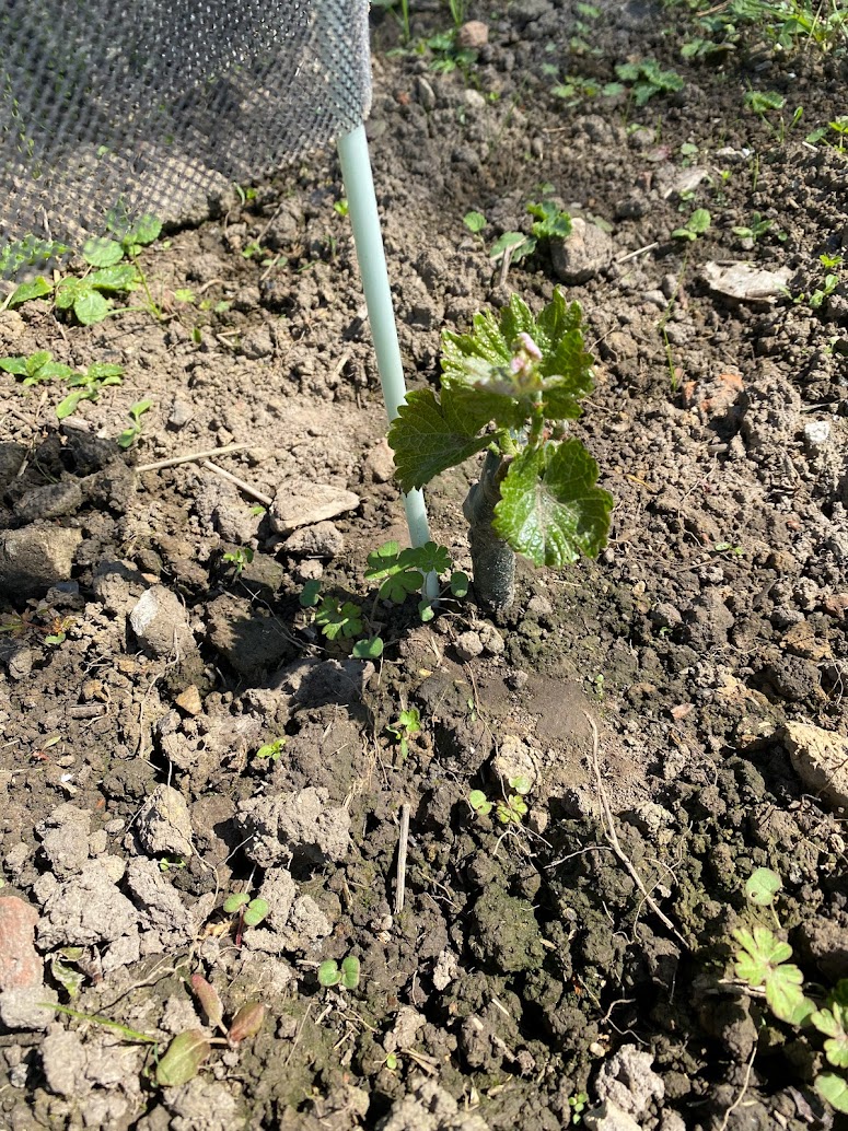 Jeune pousse de vigne