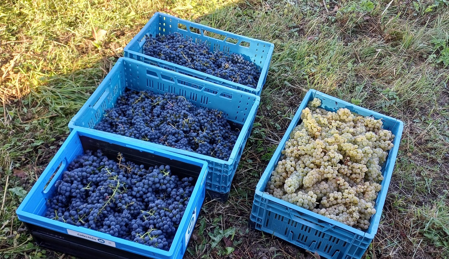 Vendanges au domaine