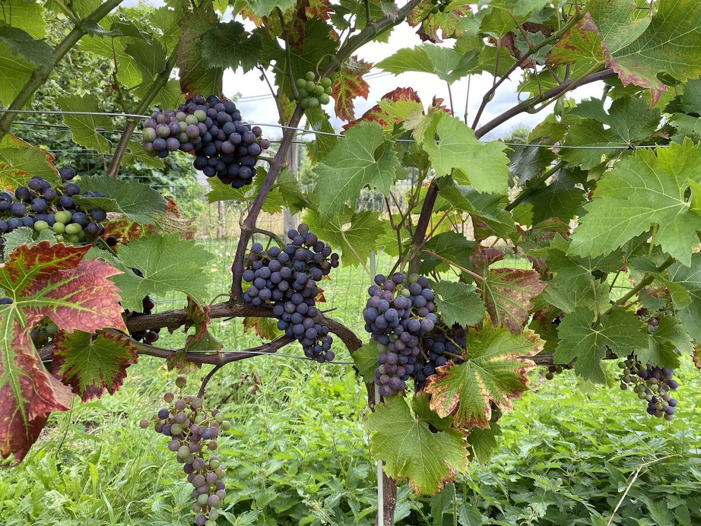 Vignes de Cabernet Cortis
